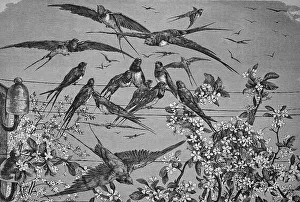 Swallows in the spring, historical engraving, 1869