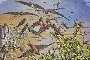 Swallows in Spring, historical engraving