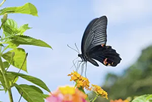 Swallowtail butterfly feeding on orange flowers