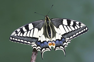 Swallowtail butterfly (Papilio machaon)