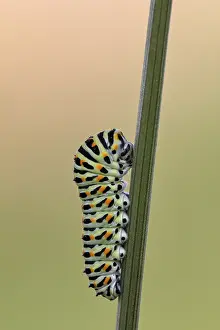 Swallowtail caterpillar (Papilio machaon)
