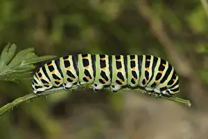Swallowtail, Caterpillar, Papilio machaon