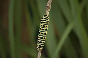 Swallowtail, Caterpillar, Papilio machaon