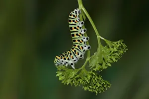 Swallowtail, Caterpillar, Papilio machaon