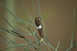 Swallowtail, Caterpillar, Papilio machaon