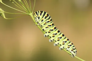 Swallowtail caterpillar (Papilio machaon)