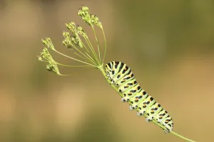 Swallowtail caterpillar (Papilio machaon)
