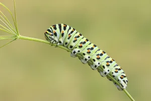 Swallowtail caterpillar (Papilio machaon)