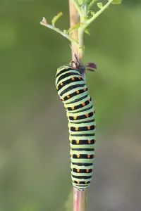 Swallowtail caterpillar (Papilio machaon)