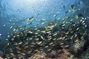Swallowtail over coral reef, Chromis atrilobata