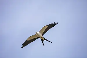 Swallowtail kite Elanoides forficatus flies across a blue sky in Naples