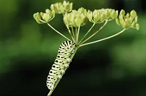 Swallowtail, Old Swallowtail, Common Yellow Swallowtail (Papilio machaon)