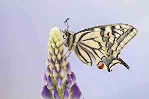 Swallowtail or Old World Swallowtail (Papilio machaon)