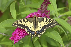 Swallowtail (Papilio machaon), sucking nectar on summer lilac (Buddleja davidii) Neunkirchen im Siegerland, North Rhine-Westphalia, Germany, Europe