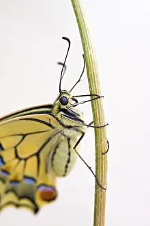 Swallowtail Papilio machaon