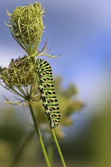 Swallowtail (Papilio machaon) caterpillar crawling on plant against blue sky