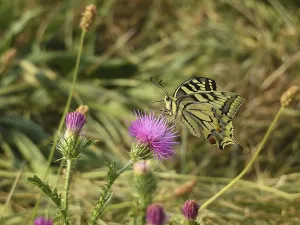 Swallowtail (Papilio machaon) on curly thistle
