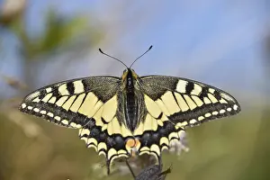 Swallowtail (Papilio machaon) seen in Berchtesgaden National Park