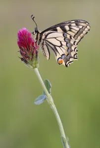Swallowtail (Papilio machaon) sitting on flowering clover