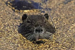 Swamp beaver, nutria