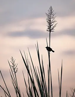 Swamp flycatcher (Muscicapa aquatica)