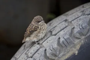 Swamp Flycatcher, songbirds, animals