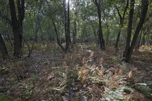 Swamp forest with fern, Province of Zeeland