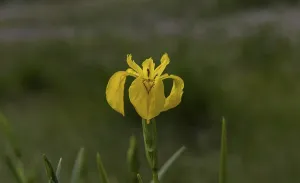 Swamp iris, (Iris pseudacorus), macro