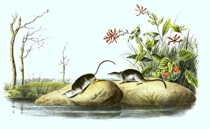 Swamp shrew, Sorex bendirii, also known as Pacific water shrew