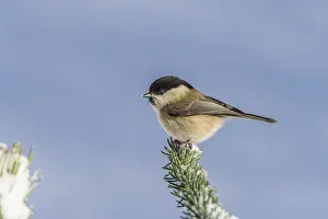 Swamp tit (Parus palustris) Marsh Tit • Baden-Wurttemberg