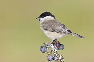 Swamp tit, (Parus palustris), sitting on a branch in a blackthorn bush