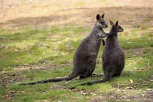 Swamp wallaby (Wallabia bicolor)