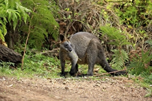 Swamp Wallaby (Wallabia bicolor)
