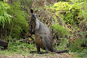 Swamp Wallaby (Wallabia bicolor)
