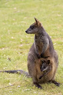 Swamp Wallaby (Wallabia bicolor)