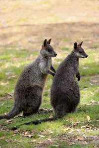 Swamp wallaby (Wallabia bicolor)