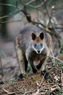 Swamp wallaby (Wallabia bicolor)