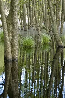 Swamp in the woods of National Park Vorpommersche Boddenlandschaft Germany
