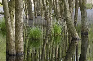 Swamp in the woods of National Park Vorpommersche Boddenlandschaft Germany
