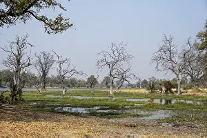 Swamp, Xakanaxa, Moremi Game Reserve, Botswana
