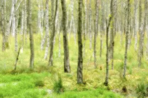 Swampy birch forest, double exposure