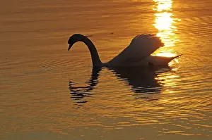 Swan, bird, sunset, evening sun