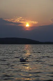 Swan, bird, sunset, evening sun