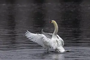 A swan in calm water raises its wings in a stylish pose