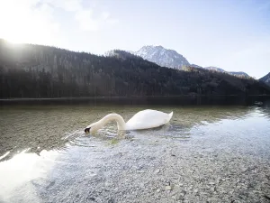 Swan (Cygnus), Lake Leopoldstein near Eisenerz