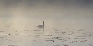 Swan (Cygnus olor) at sunrise with early fog at Hopfensee near Fussen