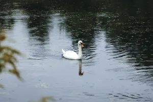 A swan (Cygnus) swimming on a pond in the rain