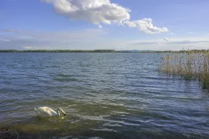 Swan on Drava reservoir, Prelog
