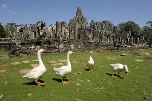 Swan Geese (Anser cygnoides) in front of the Bayon Temple