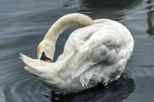 A swan gracefully bends its neck on a reflective water surface